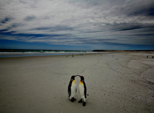 Kongepingviner på Falklandsøyene (2006)